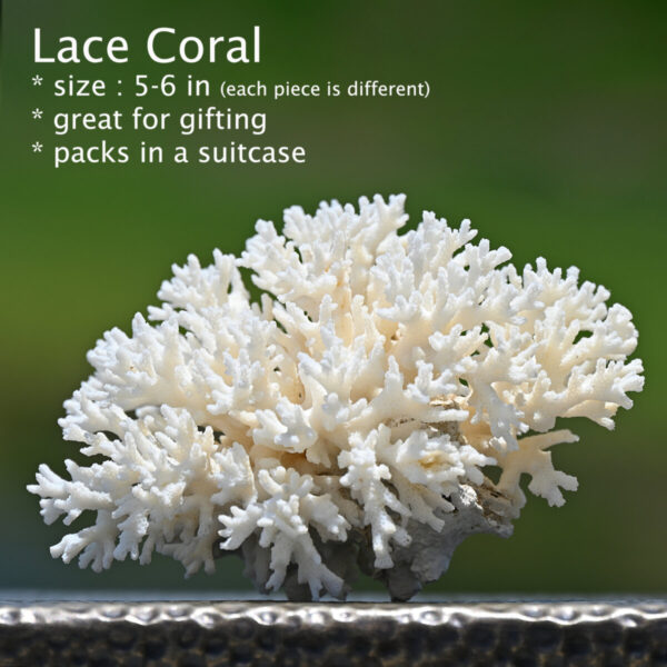 Product image for Lace Coral med